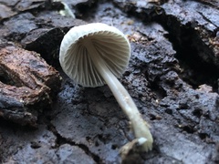 Mycena madronicola