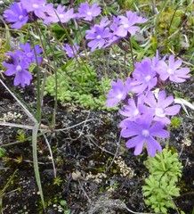 Primula primulina