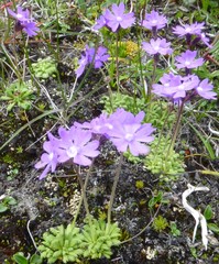 Primula primulina