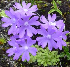 Primula primulina