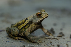 Incilius campbelli