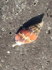Amphissa versicolor
