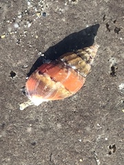 Amphissa versicolor