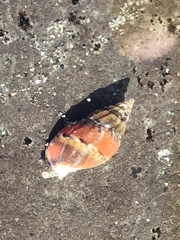 Amphissa versicolor