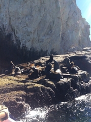 Zalophus californianus