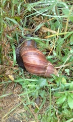 Achatinidae