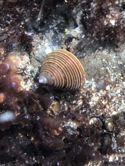 Calliostoma