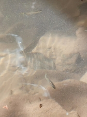Brycon guatemalensis