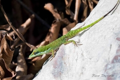 Anolis chlorocyanus
