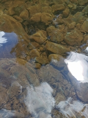 Brycon guatemalensis