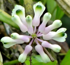 Dendrobium smillieae