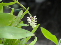 Dendrobium smillieae