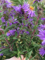 Atanycolus cappaerti