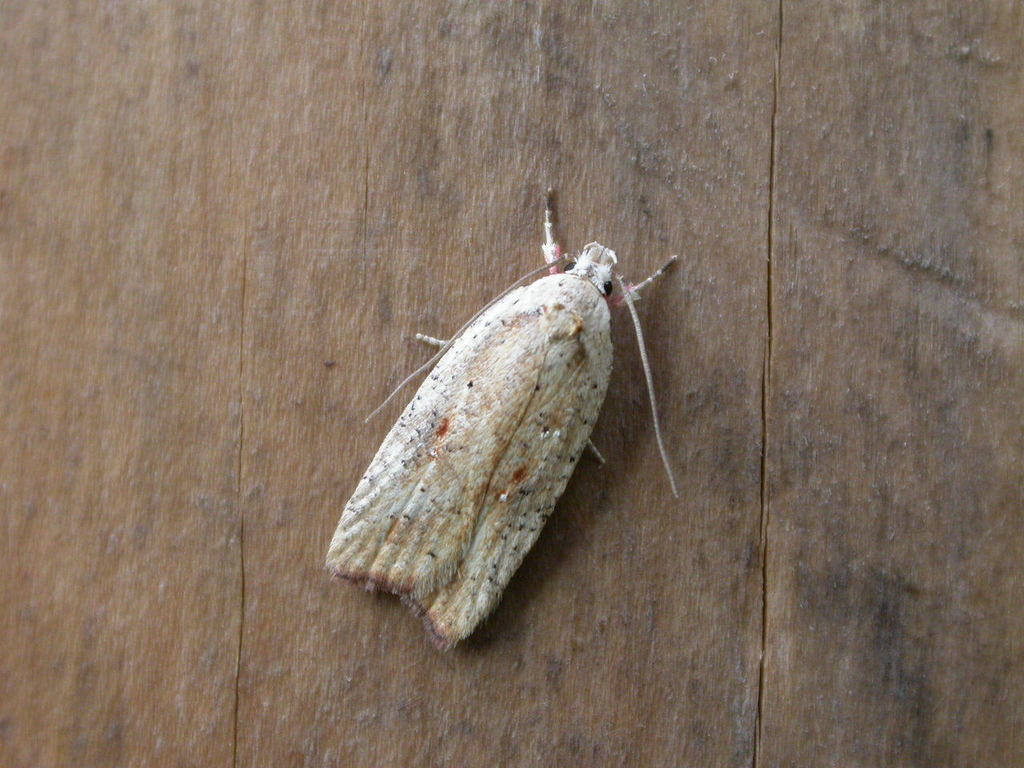 Dark Fringed Flat-body