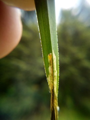 Cosmopterix attenuatella