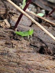 Acrididae