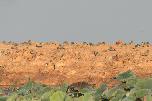 Small Pratincole
