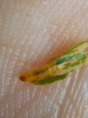 Cosmopterix attenuatella