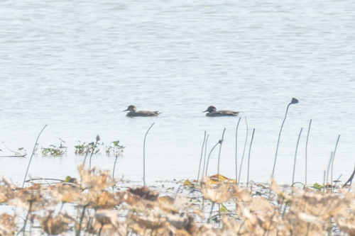 Eurasian Teal