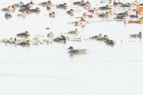 Northern Pintail