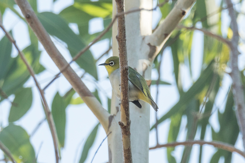 Zosterops simplex simplex