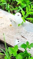 Leptosia