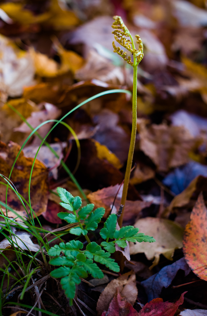 blunt-lobed grapefern