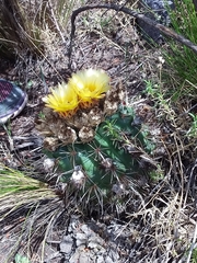 Parodia mammulosa