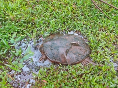 Chelydra acutirostris