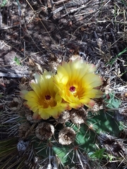 Parodia mammulosa