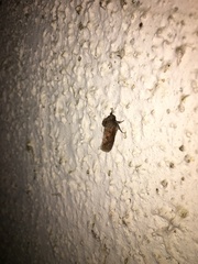 Acrolophus arcanella