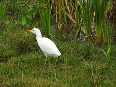 Bubulcus ibis image