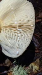 Lactarius kauffmanii