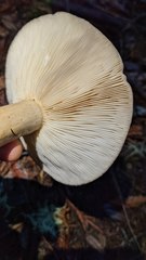 Lactarius kauffmanii