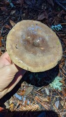 Lactarius kauffmanii