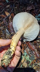 Lactarius kauffmanii