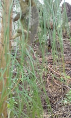 Kinyongia multituberculata