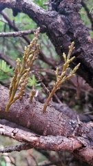 Arceuthobium tsugense