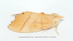 Euhampsonia cristata