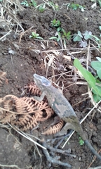 Kinyongia multituberculata