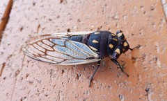 Macrotristria angularis