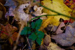 Sceptridium oneidense