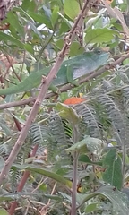 Kinyongia multituberculata