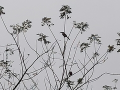 Pteroglossus torquatus