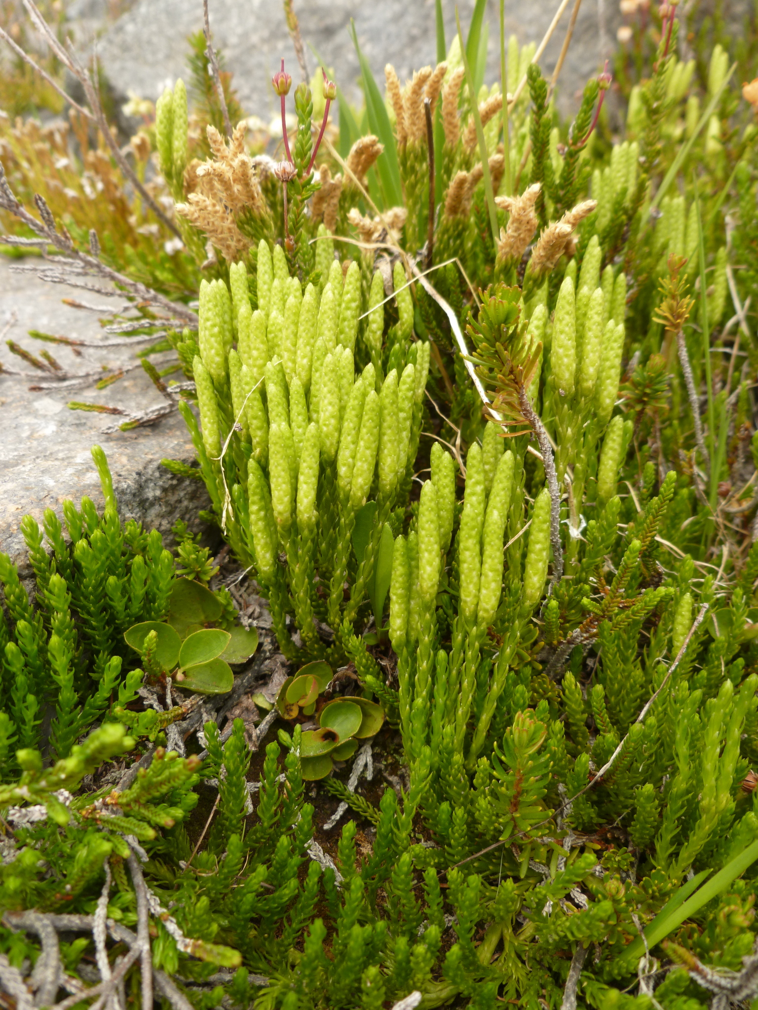 Diphasiastrum sitchense