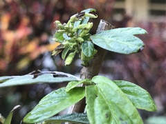 Ohwia caudata