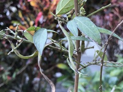 Ohwia caudata