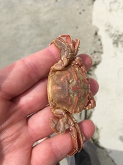 Nectocarcinus antarcticus