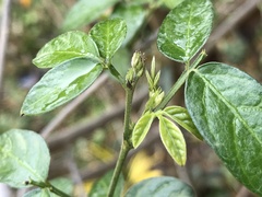 Ohwia caudata