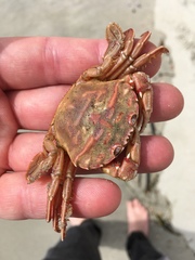Nectocarcinus antarcticus
